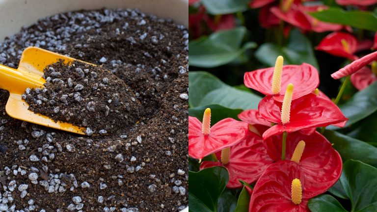 photo of anthurium flower