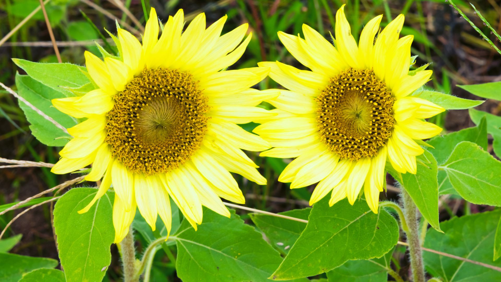 10 Common Sunflower Growing Mistakes That Can Be Avoided Easily 