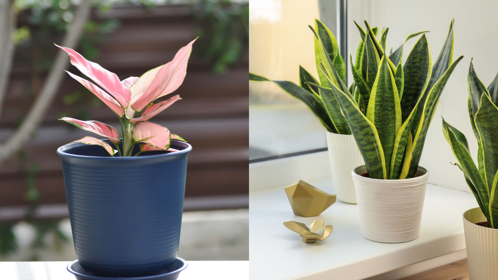 10 Lucky Indoor Plants That Attract Fortune & Good Luck