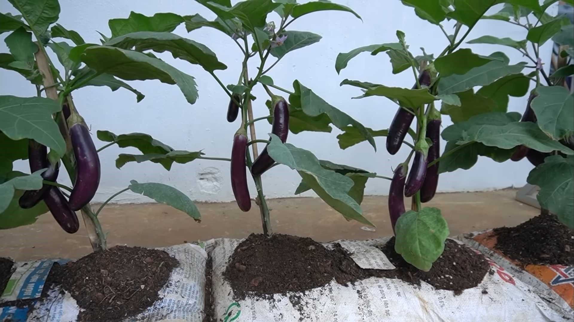 growing eggplants in soil bags