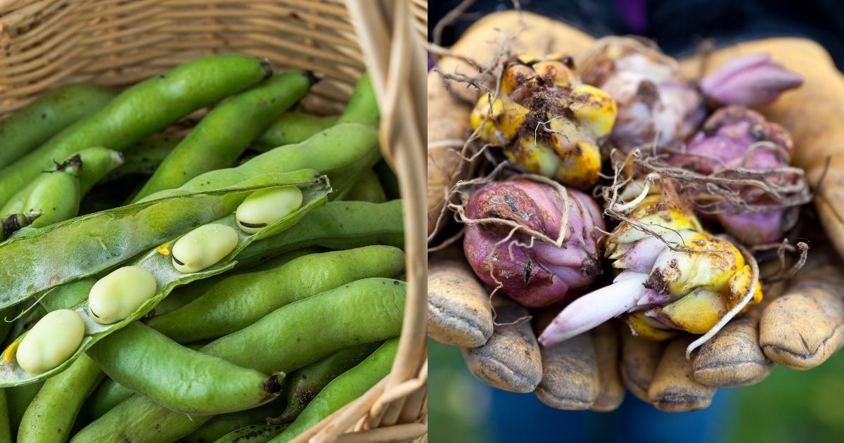 10 Ways To Use A Greenhouse In Winter