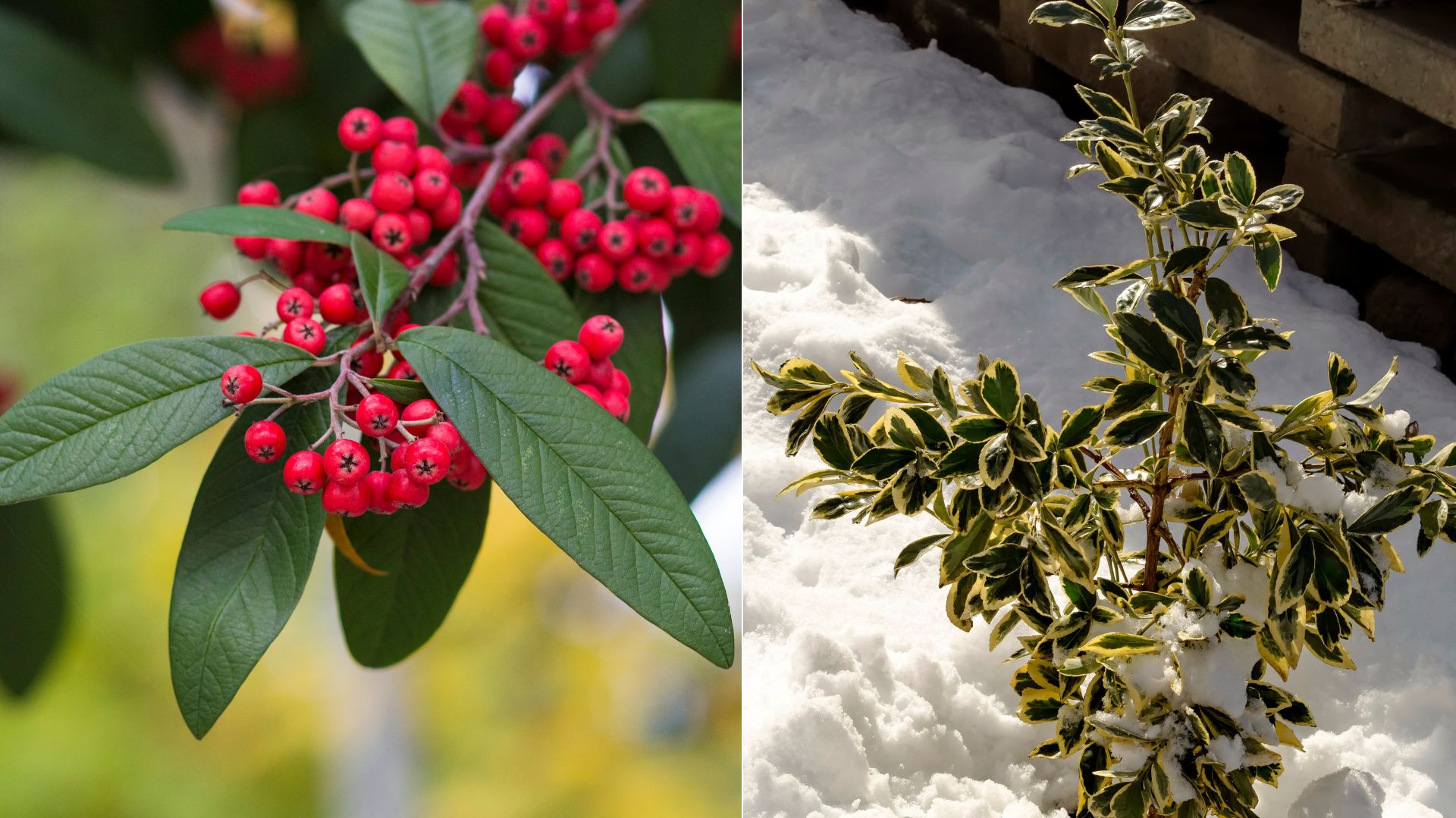 11 Best Plants For Winter Gardening For Wildlife