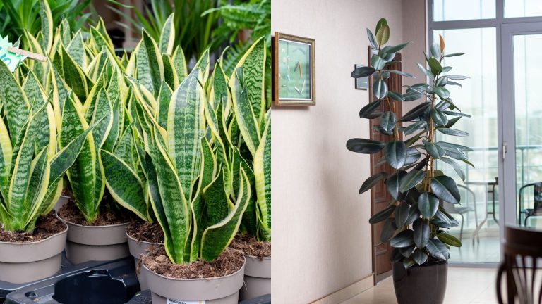 plants that absorb radiation