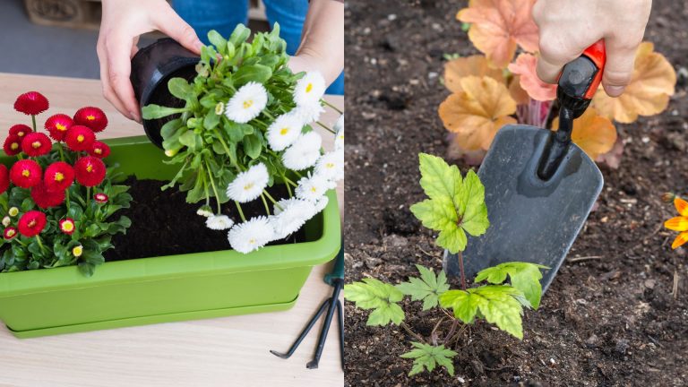 photo of perennial plants