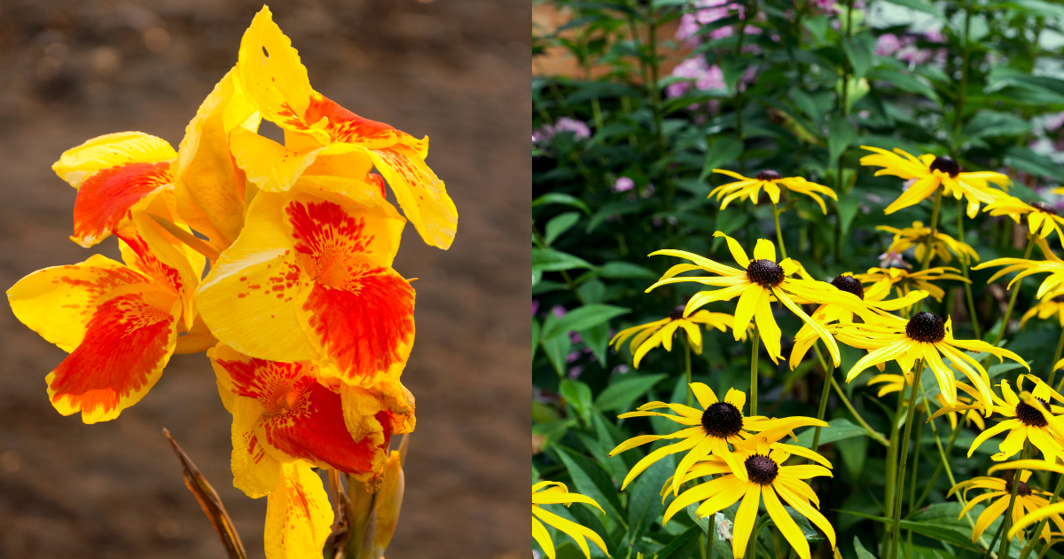 14 Yellow Perennial Flowers That Will Liven Up Your Garden 2488