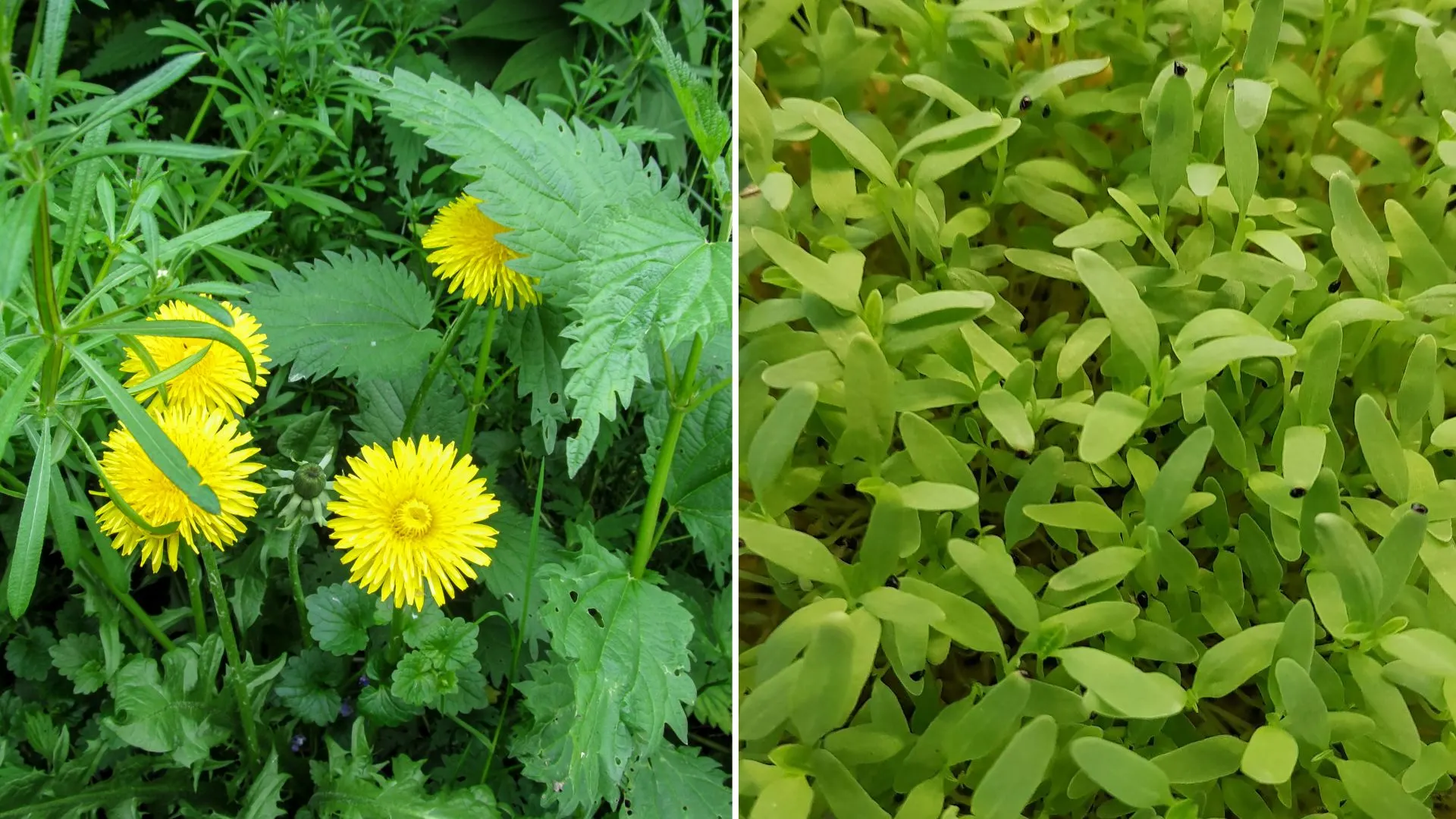 sneaky weeds that’ll wreak havoc on your lawn during winter