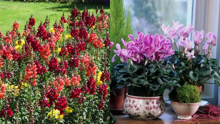 flowers that bloom even during winter