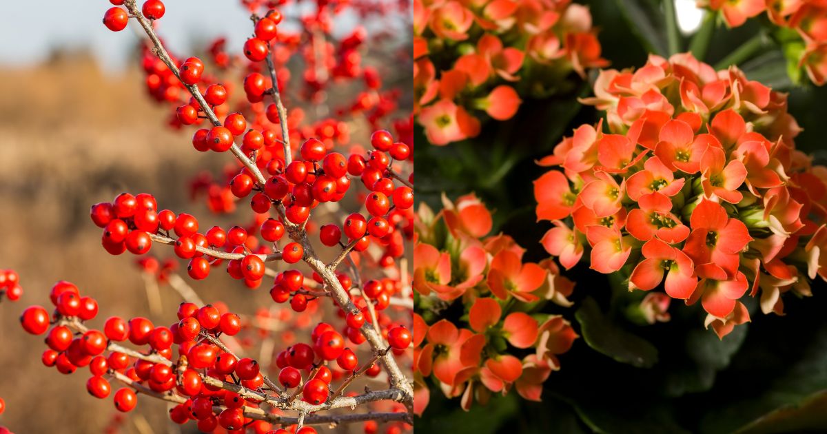 17 Perfect Plants For Holiday Decorations