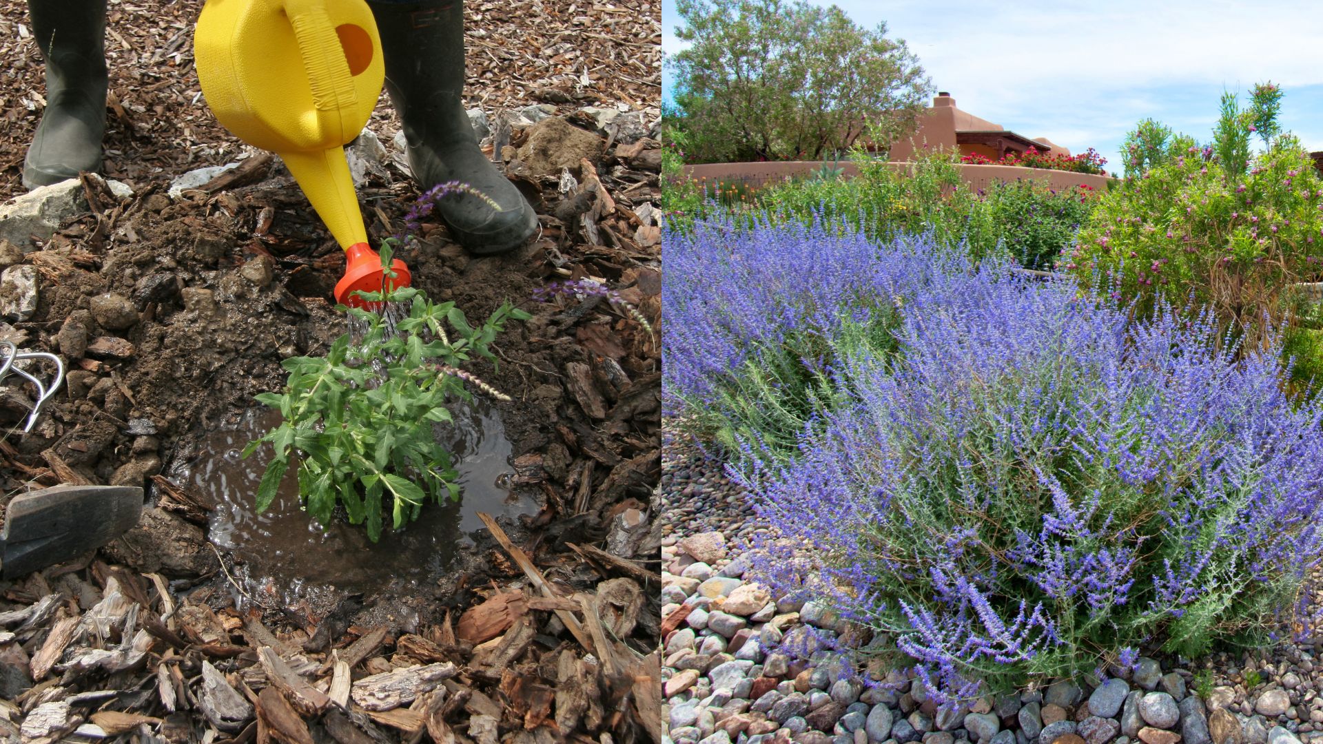 2 Best Ways To Revive A Yellowing Russian Sage Plant