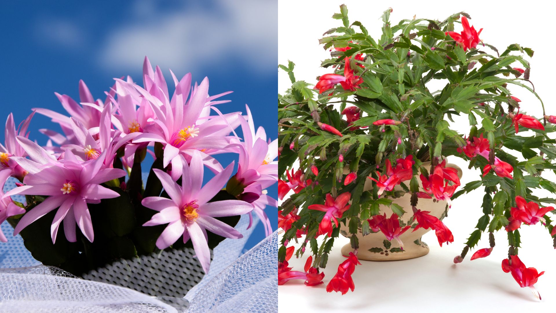 2 Ways To Tell Christmas And Easter Cactus Apart