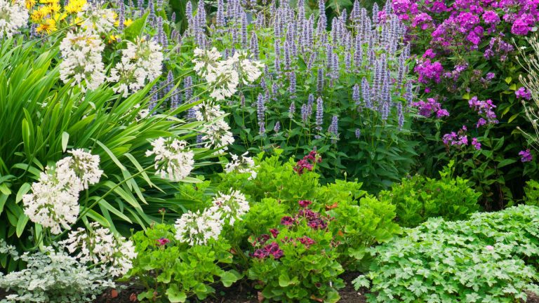 perennial plants