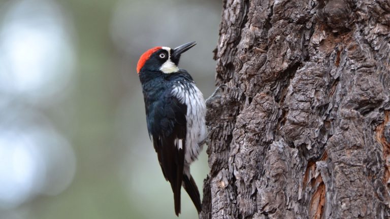 Woodpecker on a tree