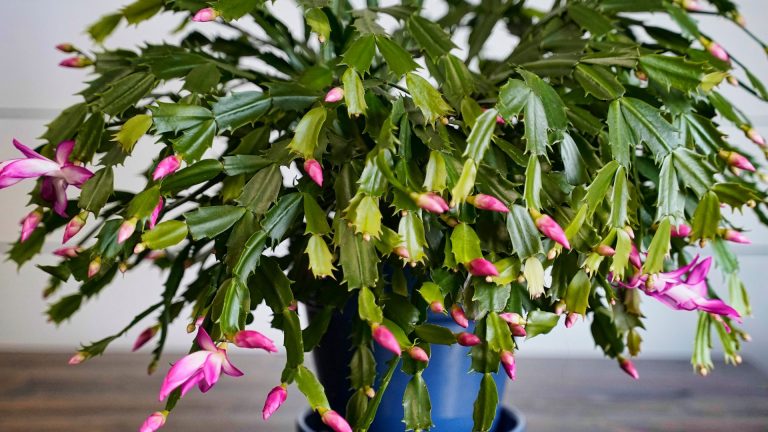 how to care for a thanksgiving cactus