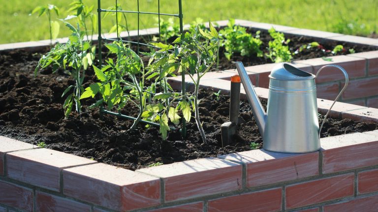photo of a raised garden bed