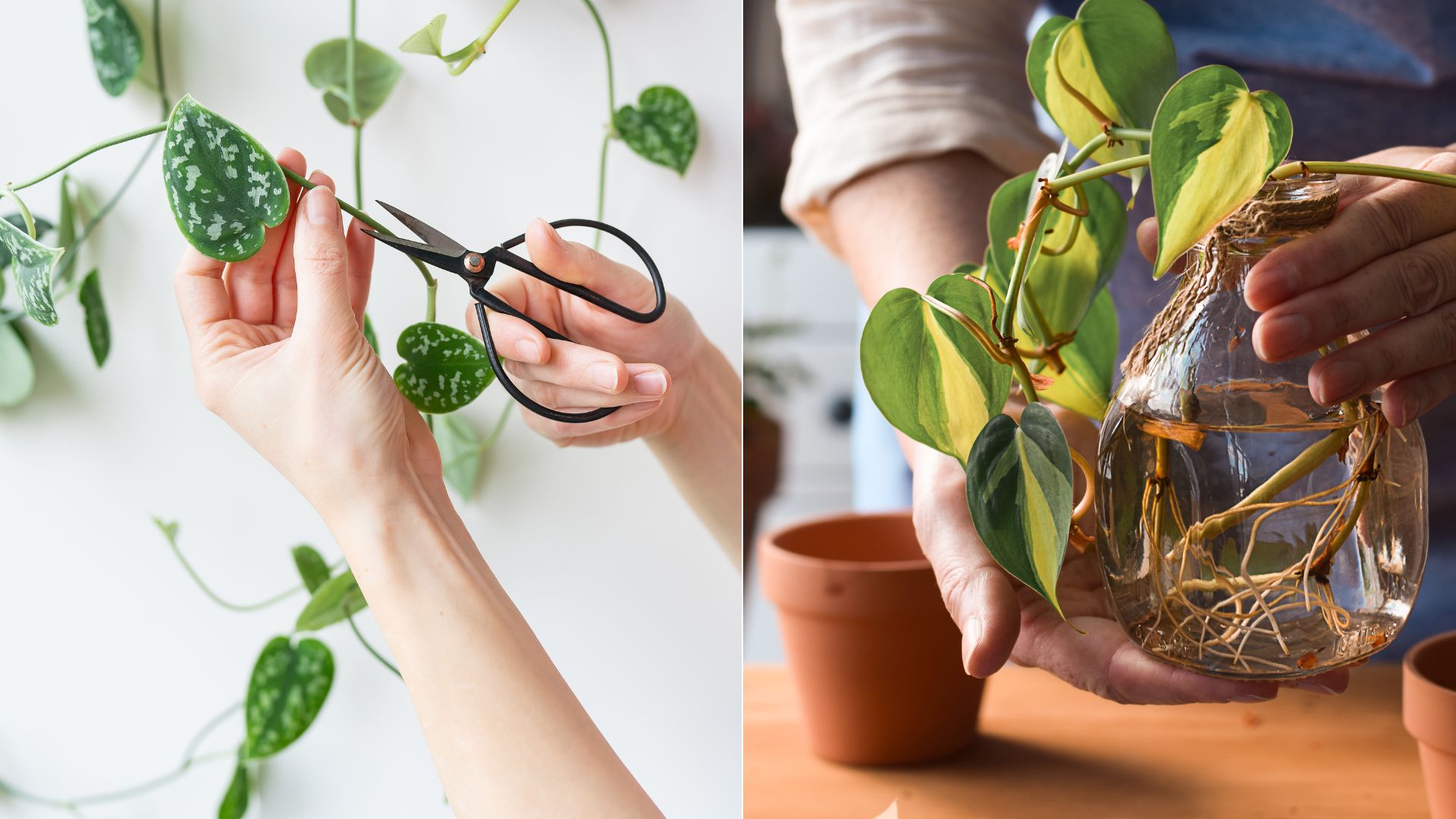 4 Easy Steps For Pruning Pothos 