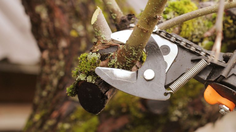 essential garden jobs i'm carrying out before winter arrives