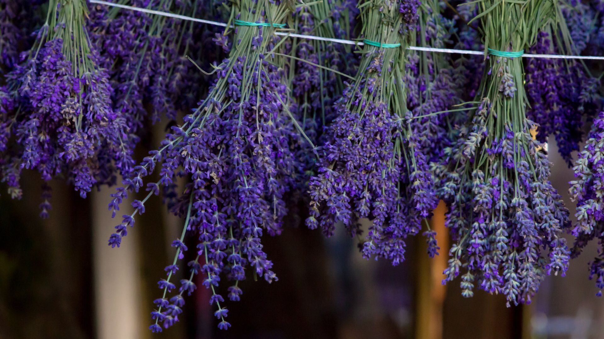 4 Steps For Drying Lavender And Enhancing Its Fragrance