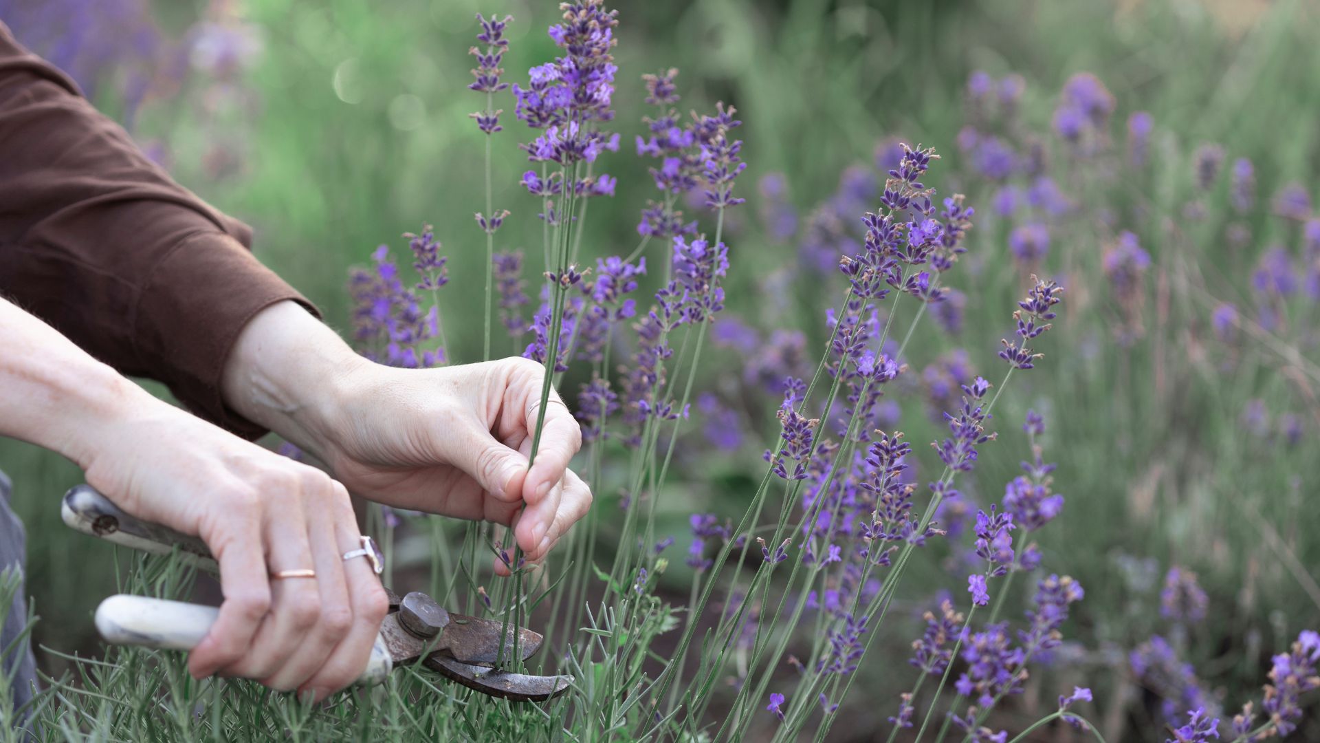 If Your Lavender Is Going Woody, Follow These 4 Steps To Stop It