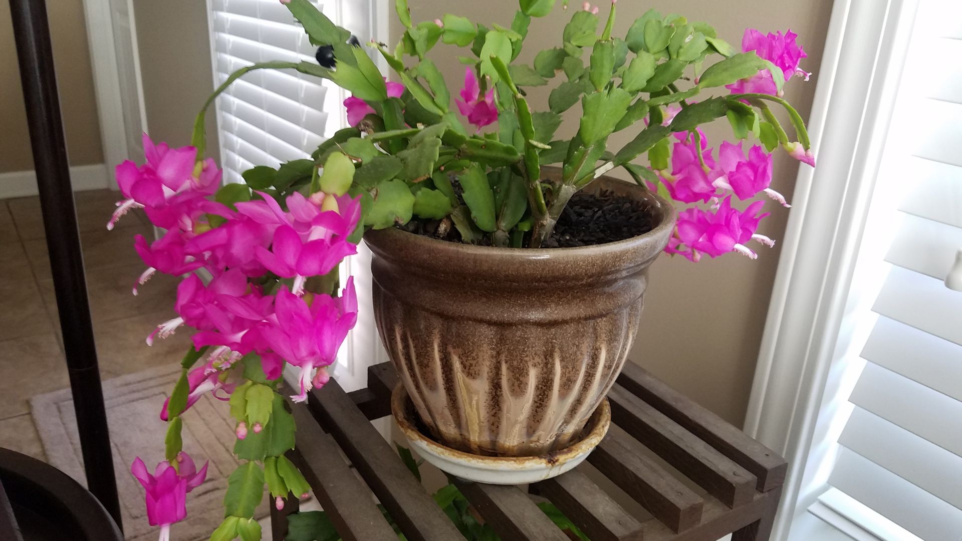 Tips For How To Trigger Christmas Cactus Blooming