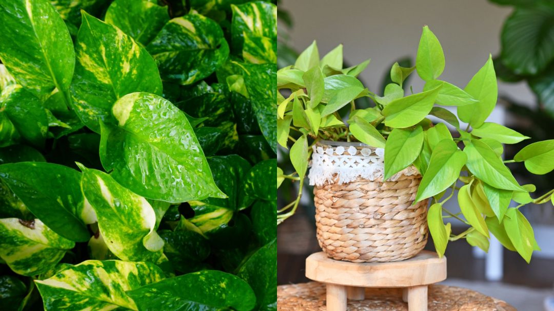 5 Best Lime Green Houseplants