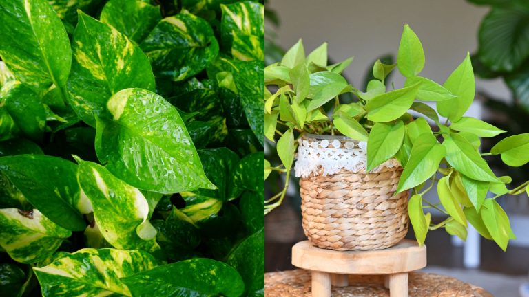 lime green houseplants