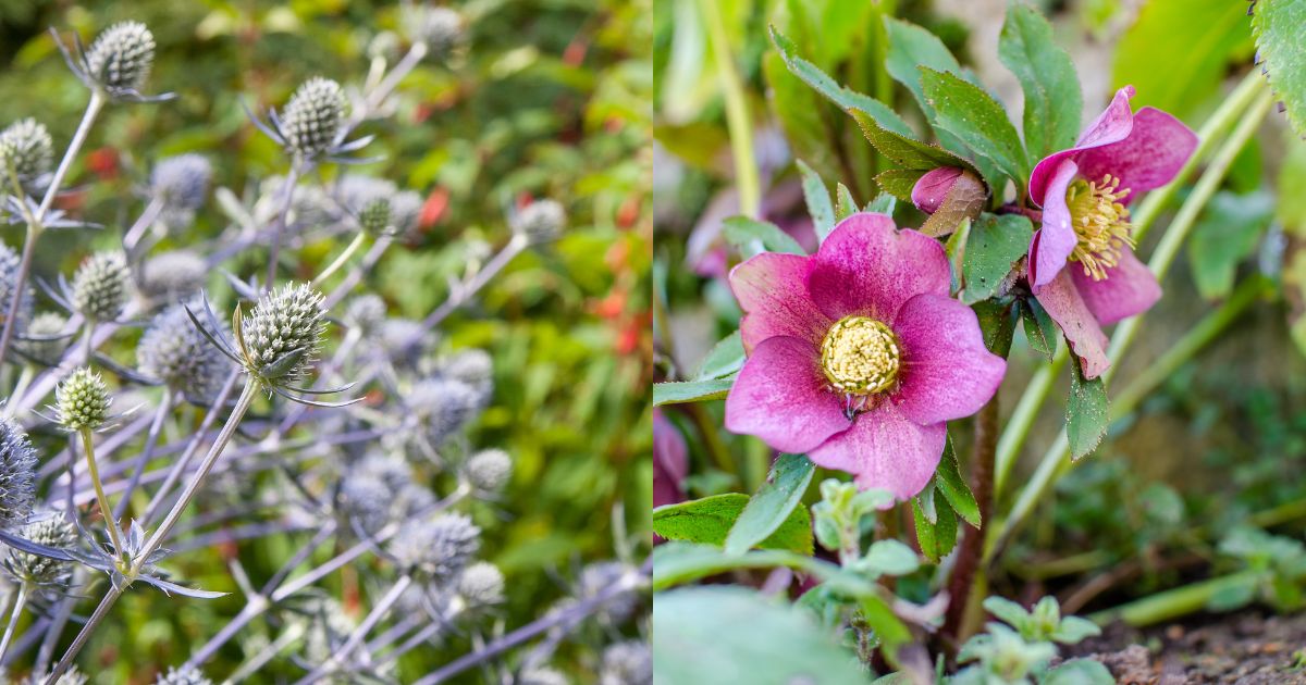 5 Captivating Flowers To Plant In November For Blooms Next Season