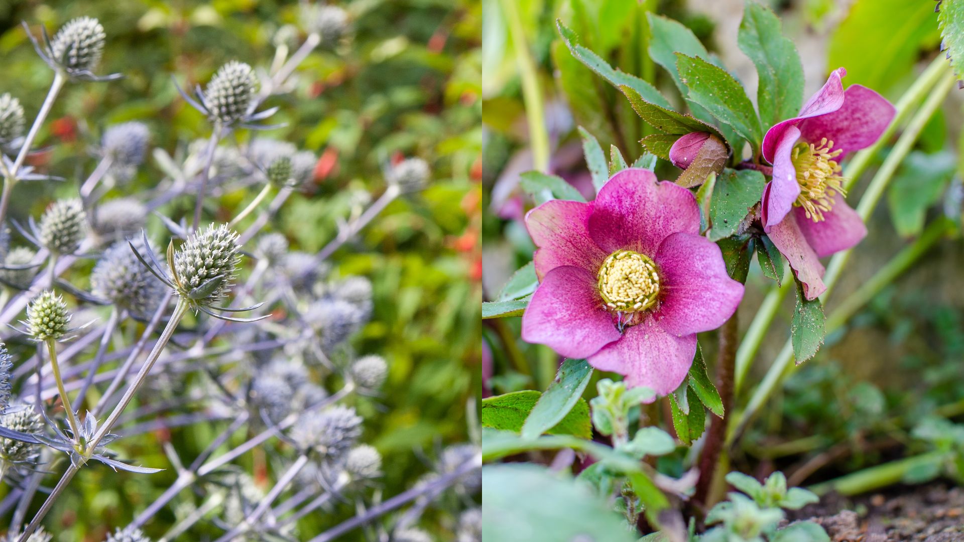 5 Captivating Flowers To Plant In November For Blooms Next Season