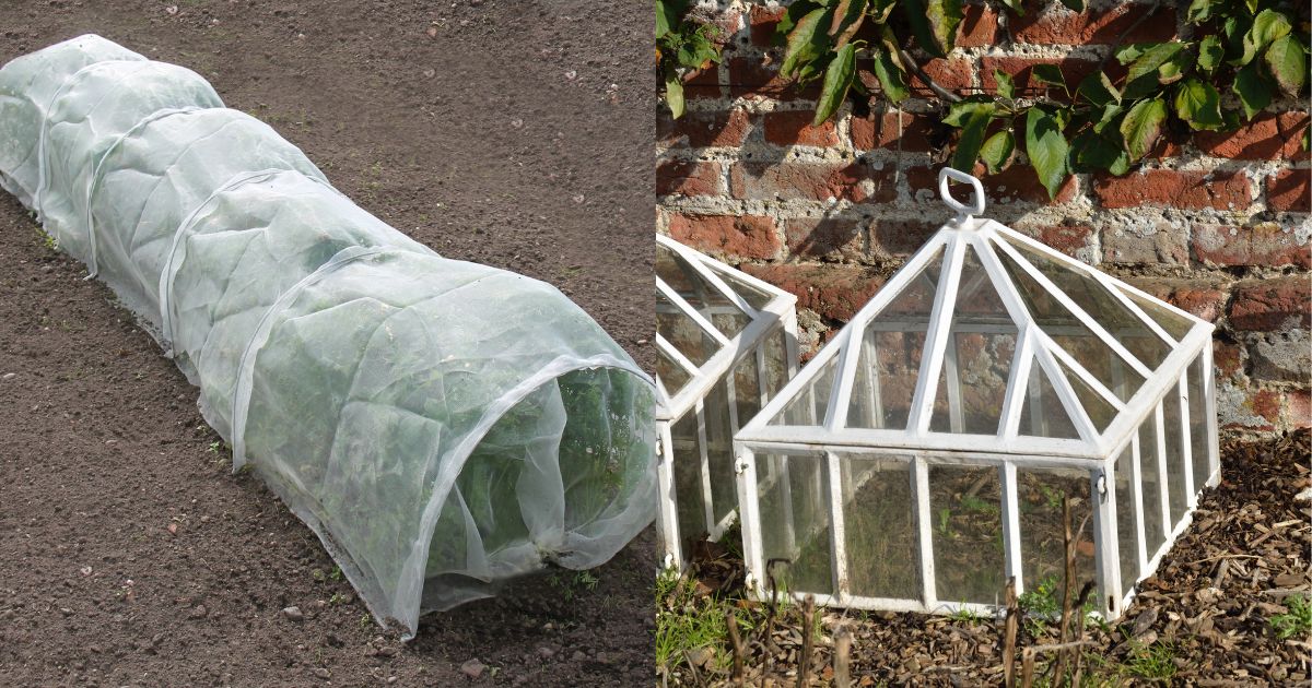 5 Essential Covers To Shield Your Outdoor Plants From Frost   5 Essential Covers To Shield Your Outdoor Plants From Frost FB  