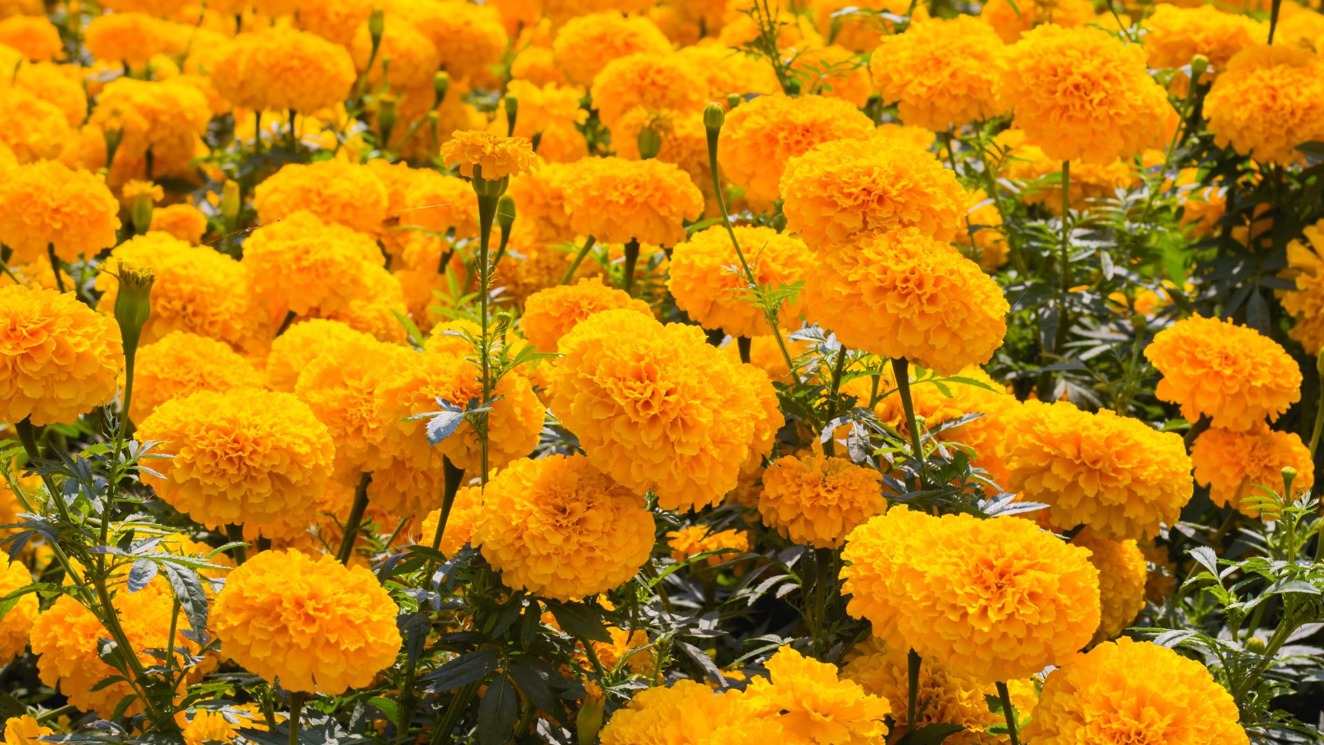 facts about marigolds