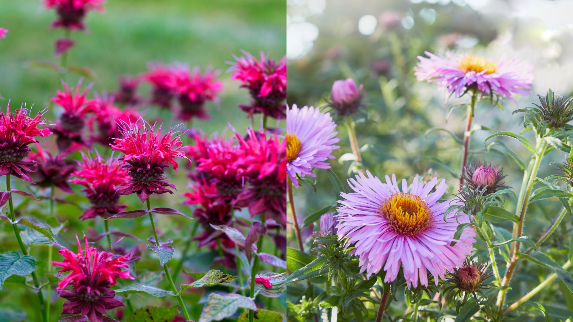 5 Plants To Make Your Garden Lively During Fall