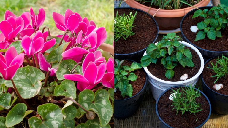 beautiful pink plant