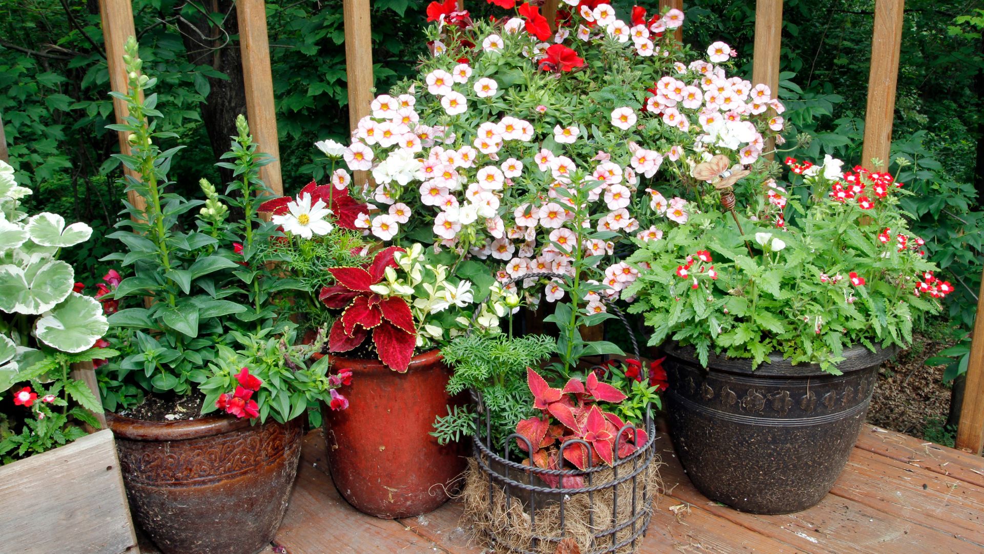 how to overwinter perennial plants in pots & containers