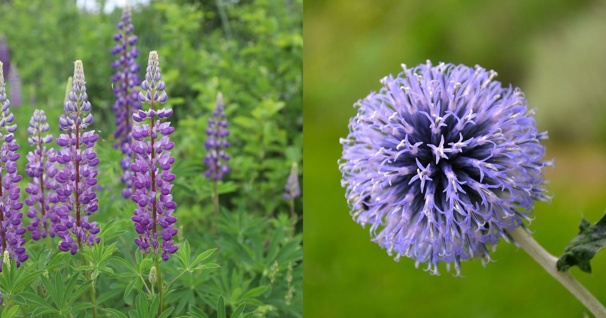 7 Beautiful Plants You Can Sow In November