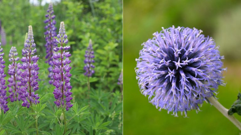 7 Beautiful Plants You Can Sow In November