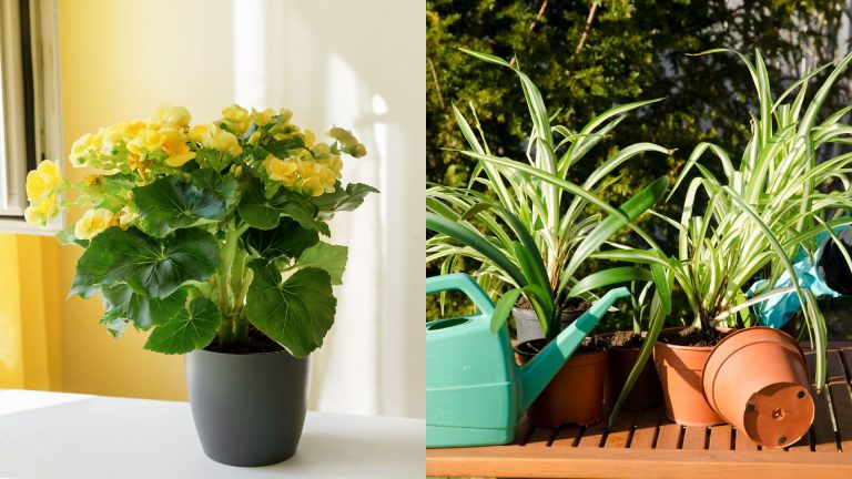 indoor plants to grow in water