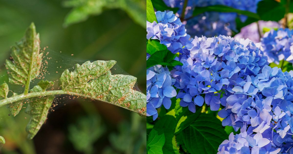 7 Pests That Can Completely Ruin Your Hydrangeas