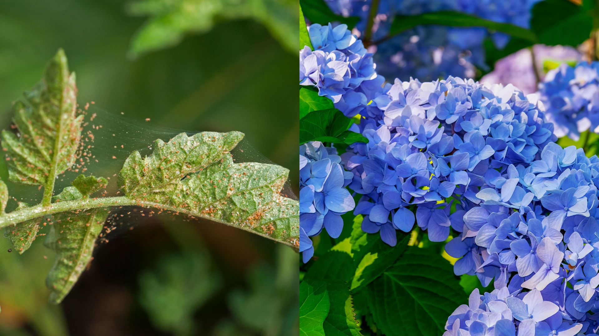 7 Pests That Can Completely Ruin Your Hydrangeas