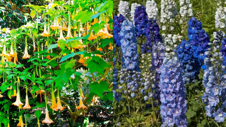 plant for pruning in november