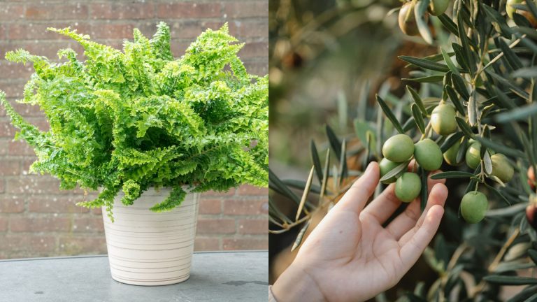 plant in a pot and olive branch