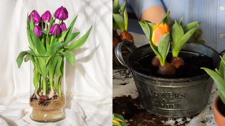 growing tulips in water
