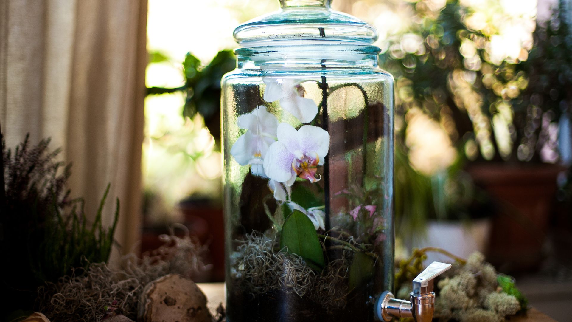 A Step-by-Step Guide To Creating An Orchid Terrarium