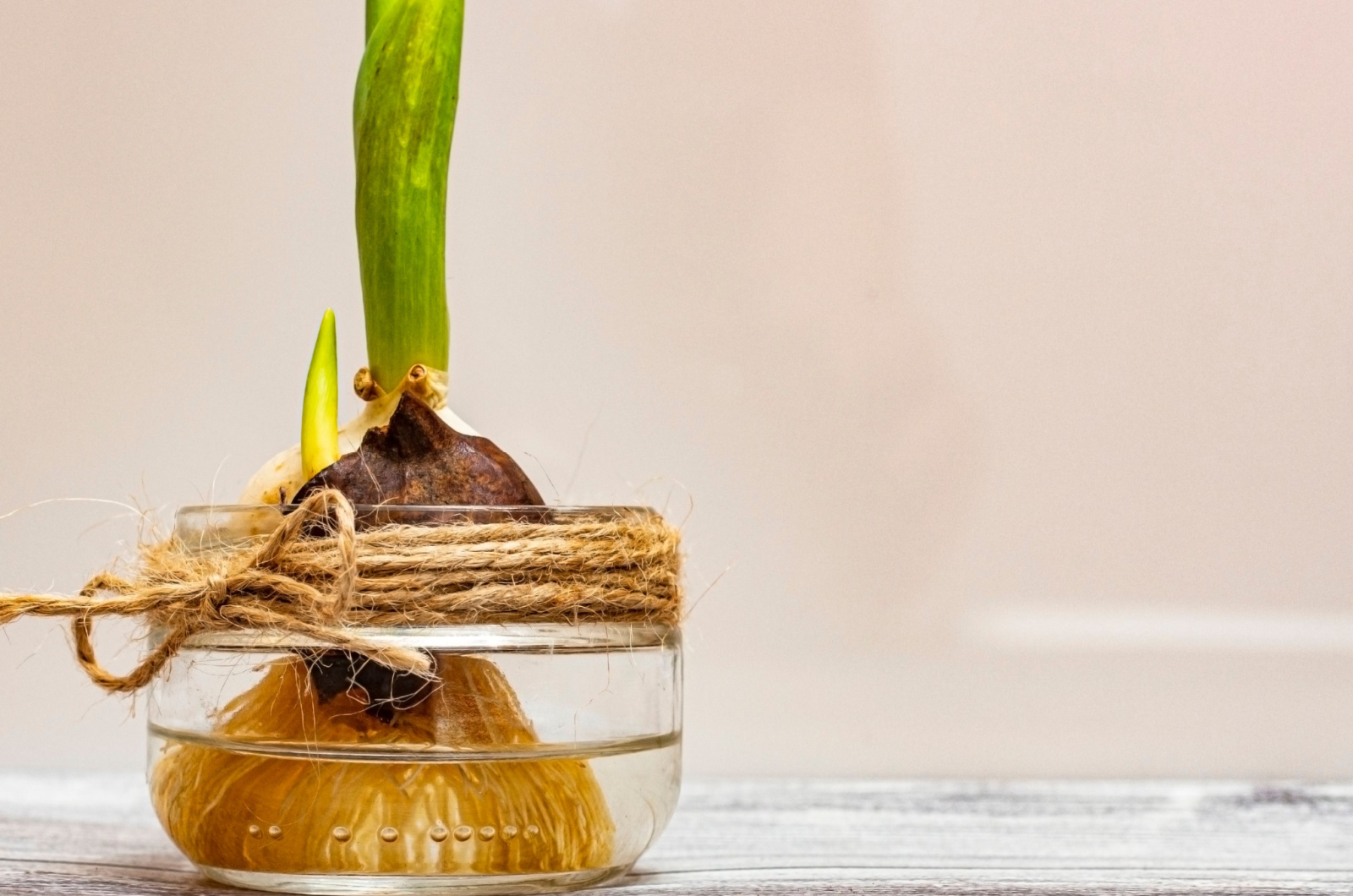 A tulip bulb sprouts in a glass jar