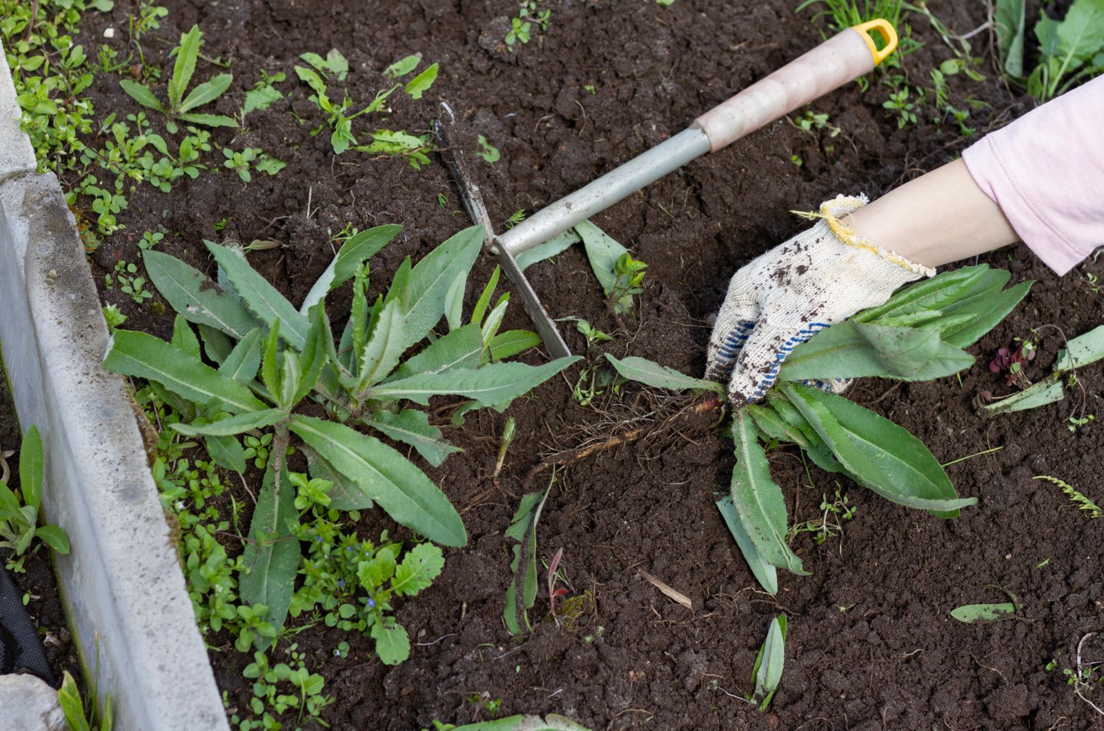 4 Effective Methods For Removing Lawn + What To Grow Instead