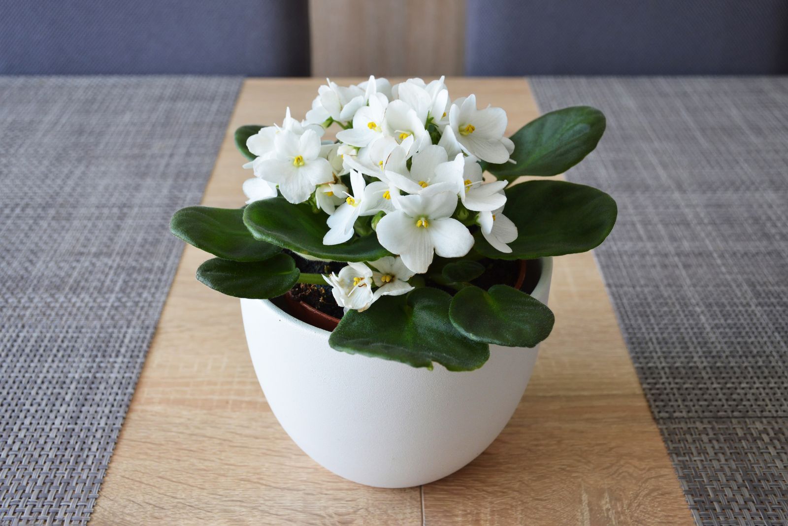 African Violet in a white pot