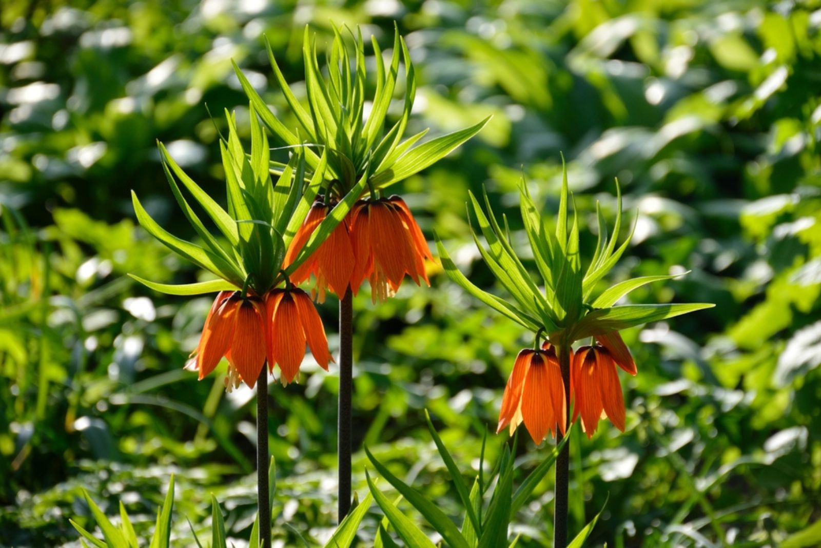 Amazing Fritillária blooming on a bright sunny day