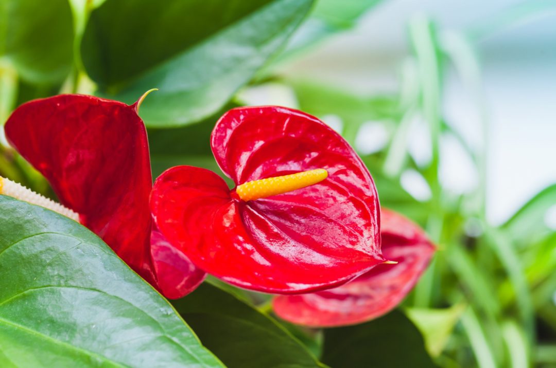 10 Brilliant Tips To Encourage Your Anthuriums To Flower