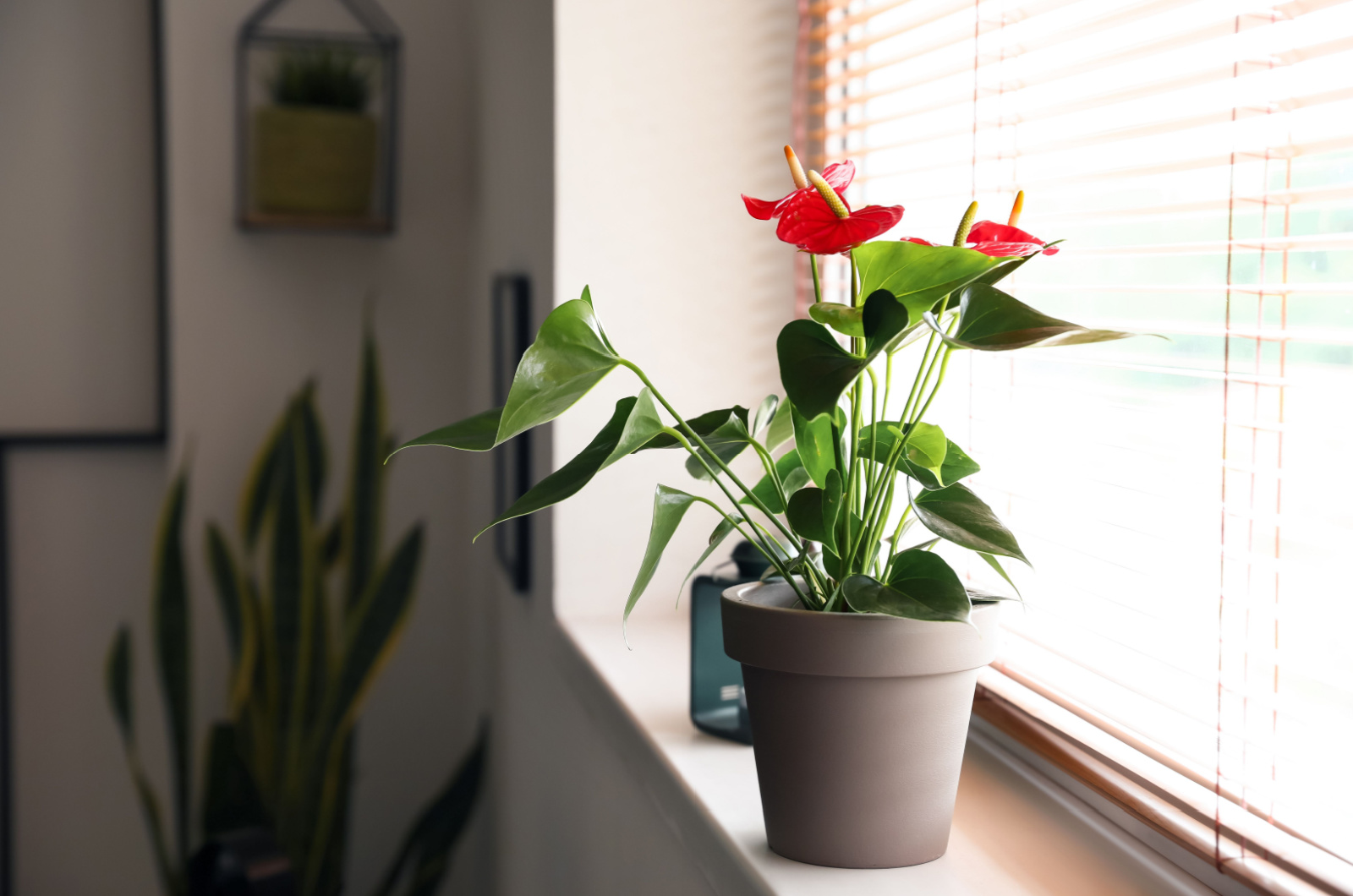 Anthurium flower in pot on windowsill