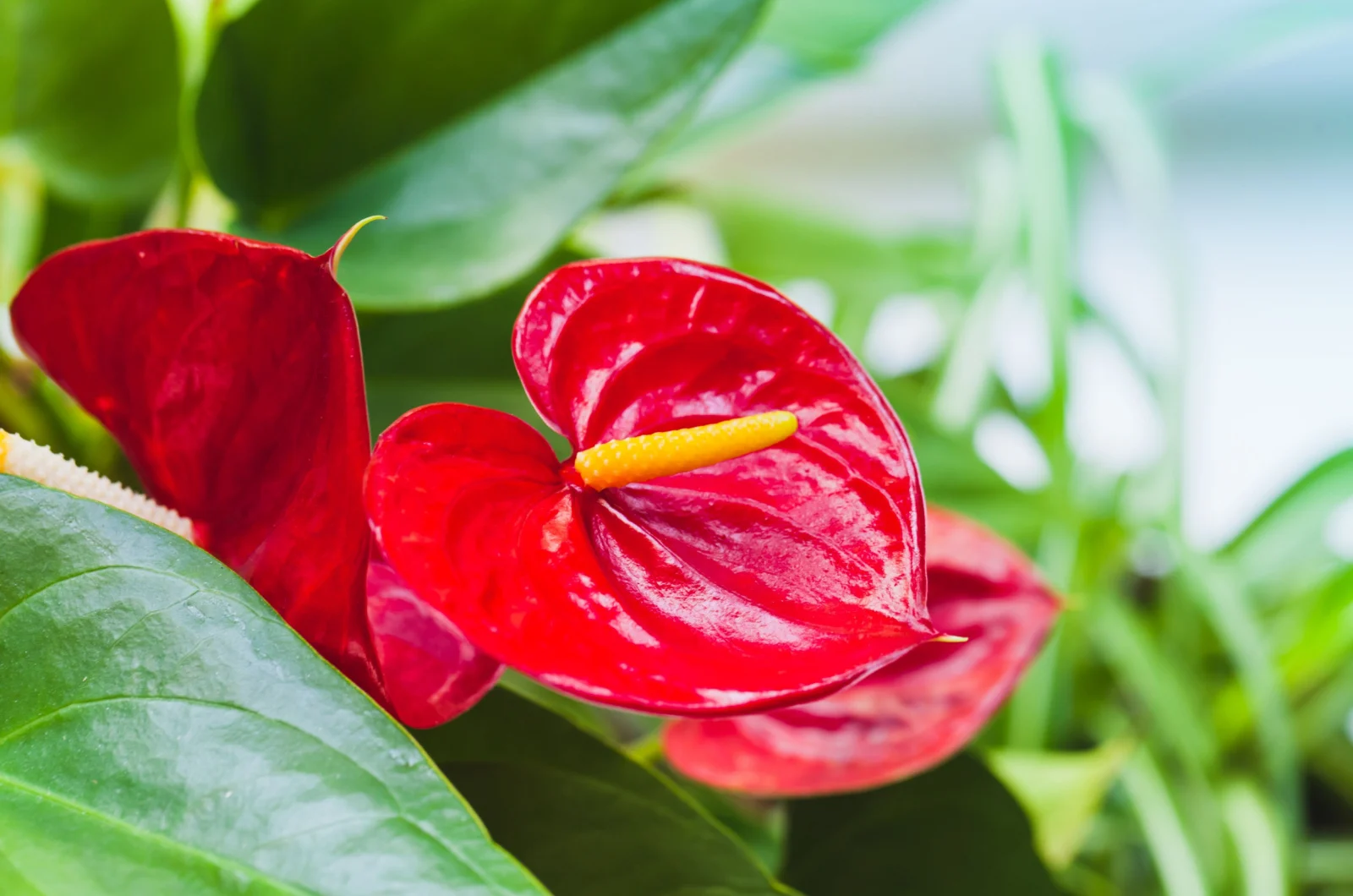 Anthurium flower