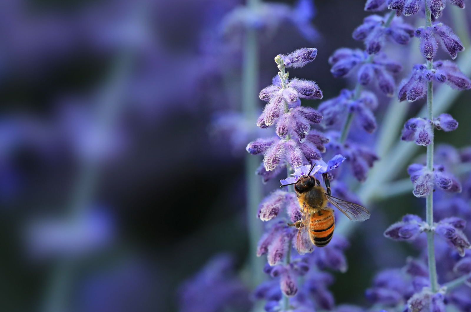 Bee on a purple sage