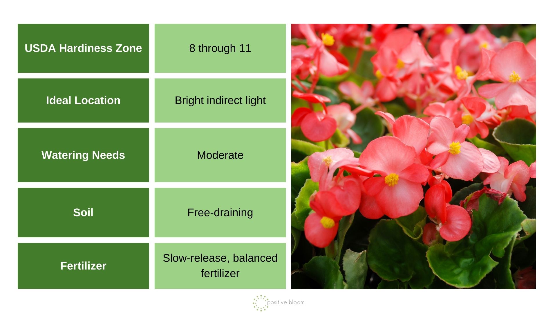 Begonias info chart and photo